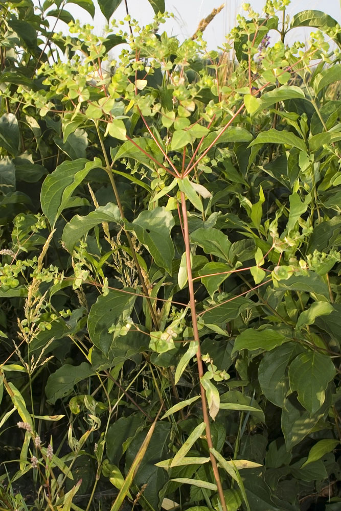 Euphorbia taurinensis